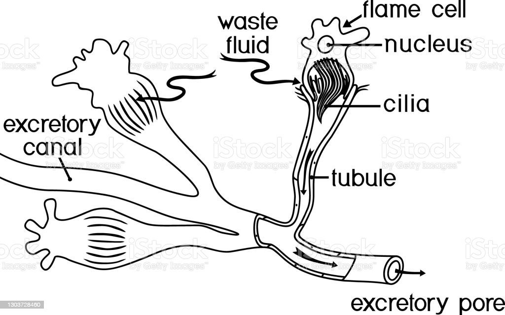 Detail Alat Ekskresi Planaria Nomer 32