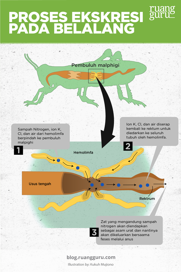 Detail Alat Ekskresi Planaria Nomer 33