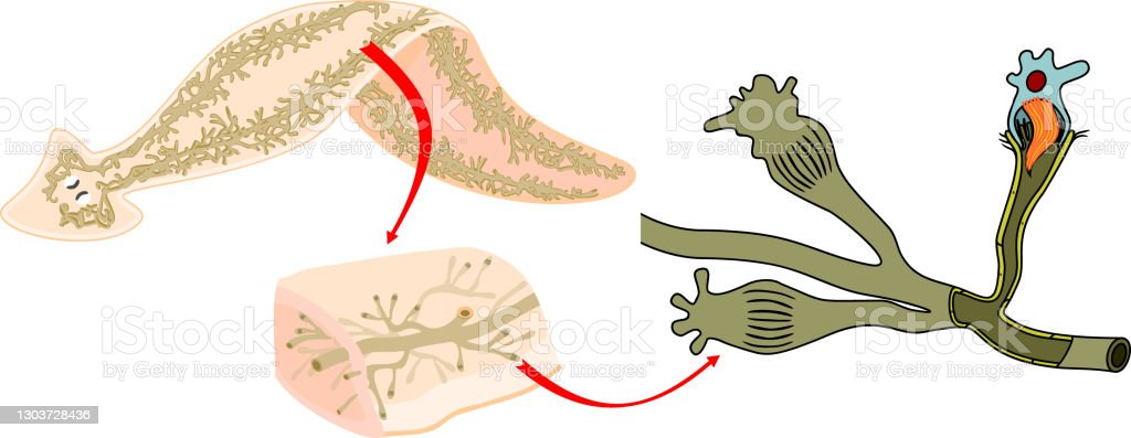 Detail Alat Ekskresi Planaria Nomer 34