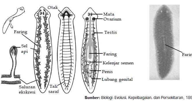 Detail Alat Ekskresi Planaria Nomer 35