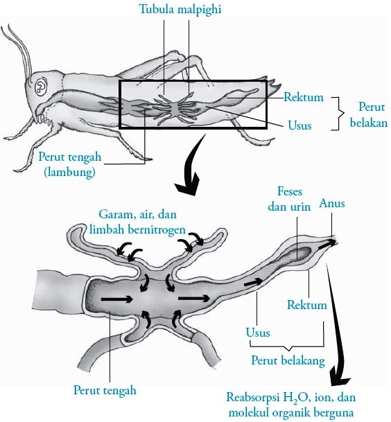 Detail Alat Ekskresi Planaria Nomer 36