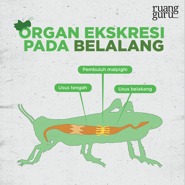 Detail Alat Ekskresi Planaria Nomer 38