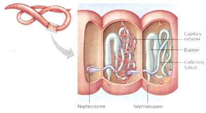Detail Alat Ekskresi Planaria Nomer 39