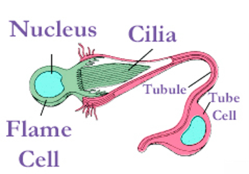 Detail Alat Ekskresi Planaria Nomer 40