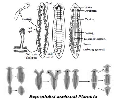 Detail Alat Ekskresi Planaria Nomer 41