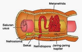 Detail Alat Ekskresi Planaria Nomer 5