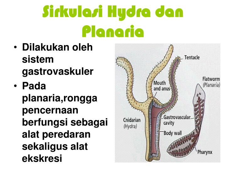 Detail Alat Ekskresi Planaria Nomer 44