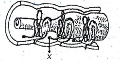 Detail Alat Ekskresi Planaria Nomer 46