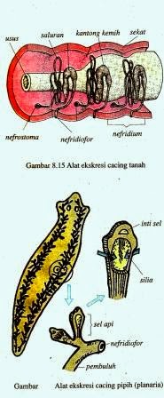 Detail Alat Ekskresi Planaria Nomer 47