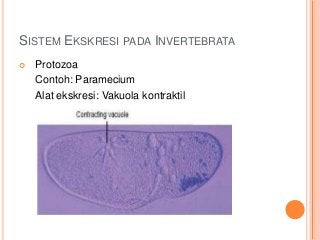 Detail Alat Ekskresi Planaria Nomer 48