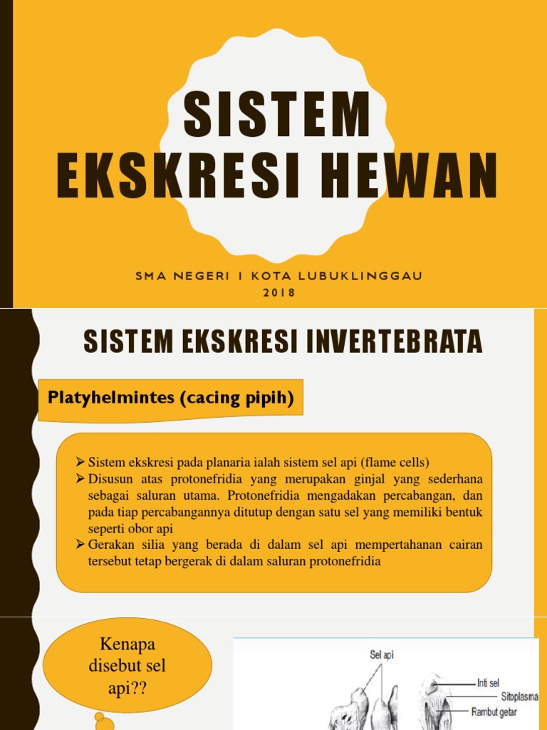 Detail Alat Ekskresi Planaria Nomer 49