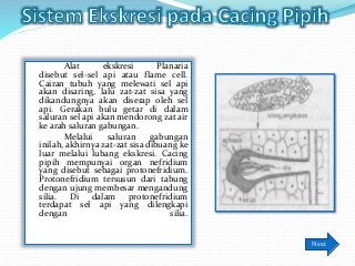Detail Alat Ekskresi Planaria Nomer 51