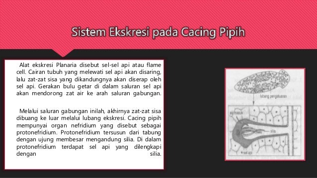Detail Alat Ekskresi Planaria Nomer 52