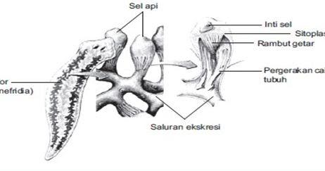 Detail Alat Ekskresi Planaria Nomer 7