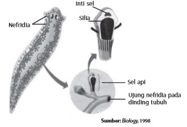 Detail Alat Ekskresi Planaria Nomer 8