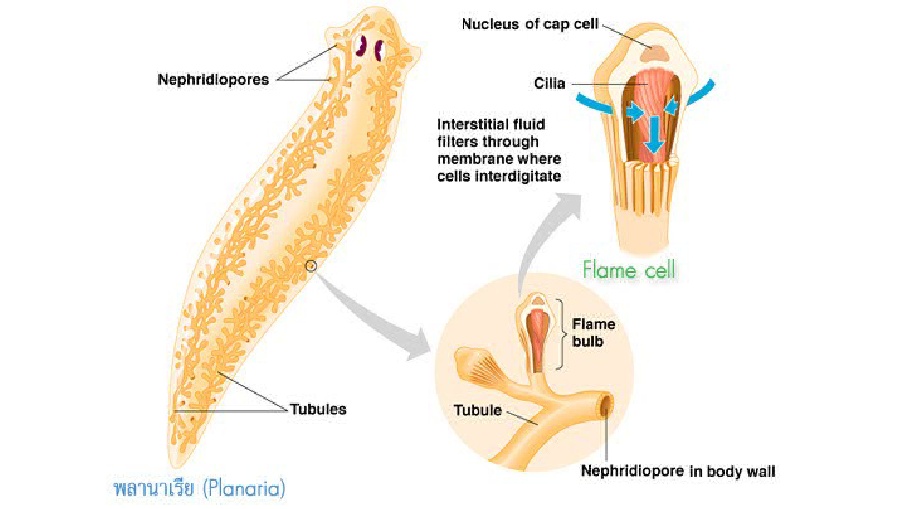 Detail Alat Ekskresi Planaria Nomer 9