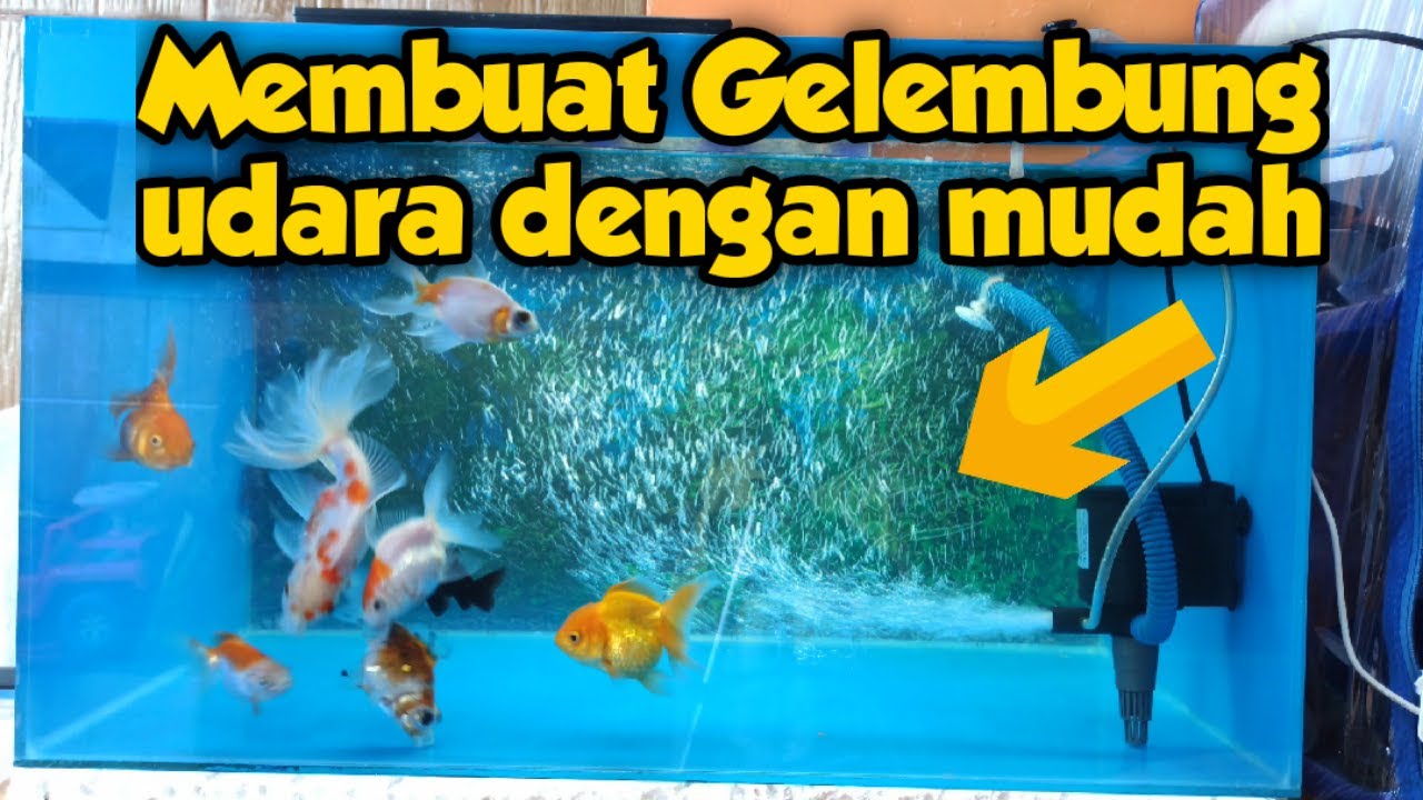 Detail Alat Gelembung Udara Akuarium Nomer 34