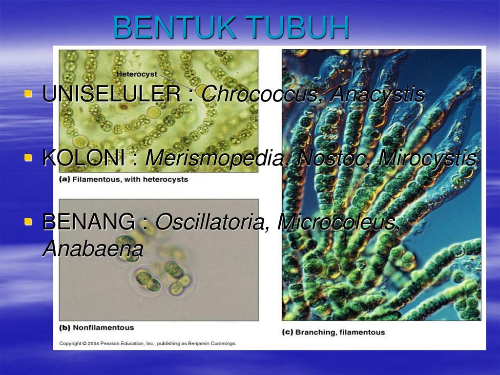 Detail Alga Hijau Biru Nomer 20