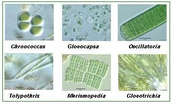 Detail Alga Hijau Biru Nomer 28