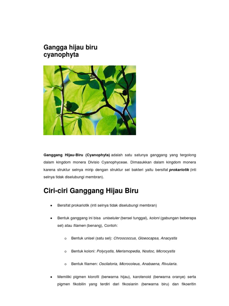 Detail Alga Hijau Biru Nomer 45