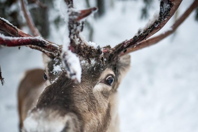 Detail All 9 Reindeer Names Nomer 38