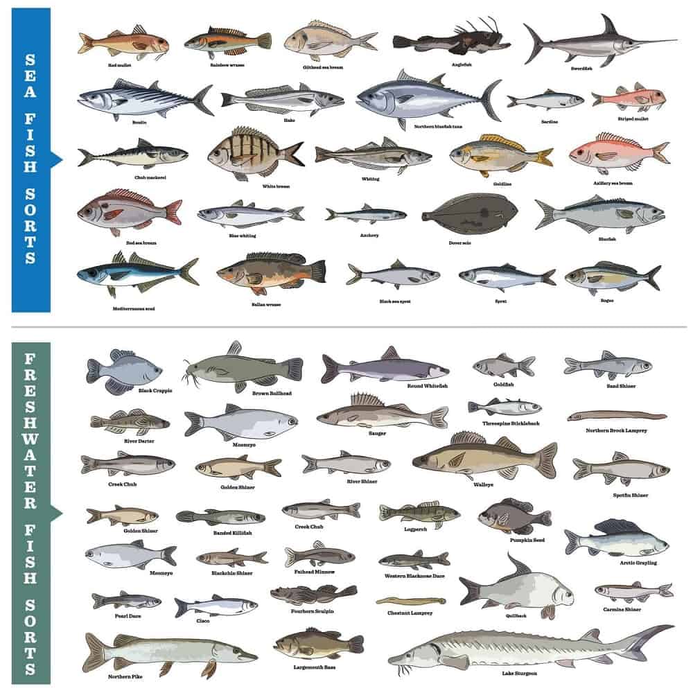 All Fish Image - KibrisPDR