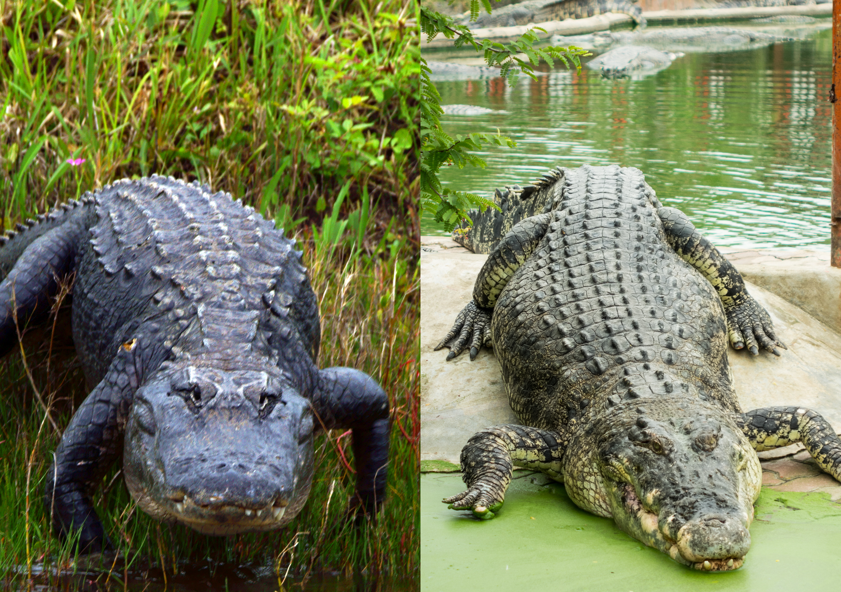 Alligator And Crocodile Images - KibrisPDR