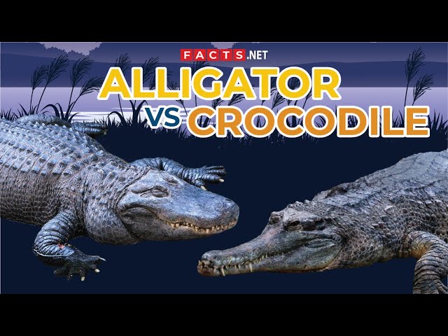 Detail Alligator And Crocodile Images Nomer 48