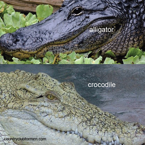 Detail Alligator And Crocodile Images Nomer 52