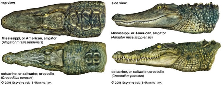 Detail Alligator And Crocodile Pictures Nomer 11