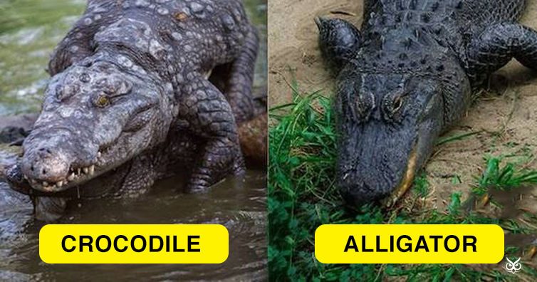 Detail Alligator And Crocodile Pictures Nomer 37