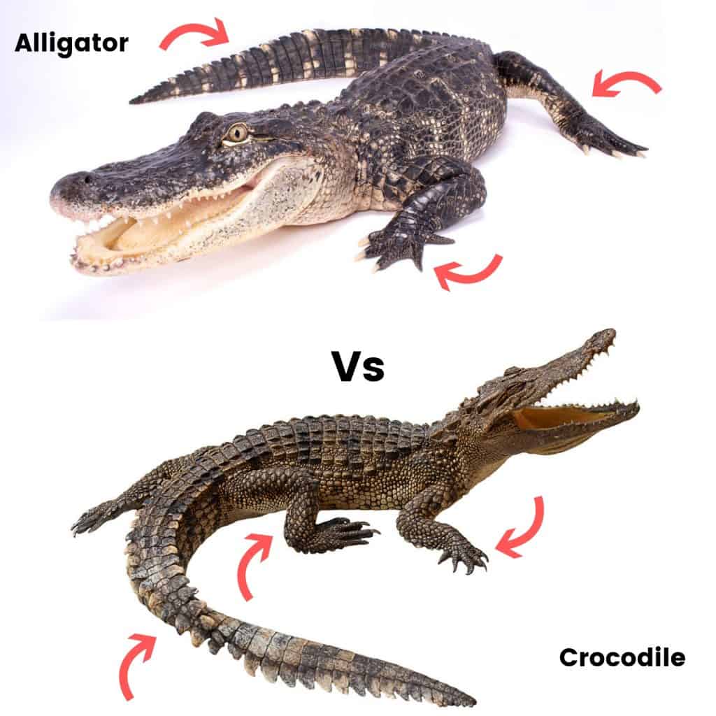 Detail Alligator And Crocodile Pictures Nomer 54