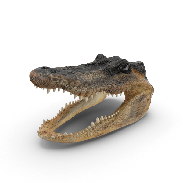 Download Alligator Head Png Nomer 10