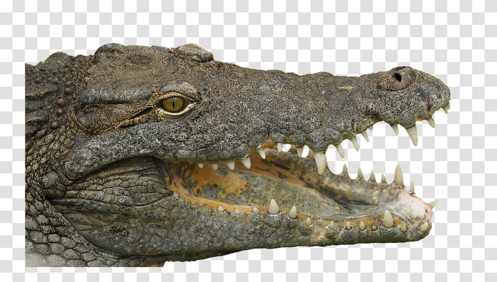 Detail Alligator Head Png Nomer 21