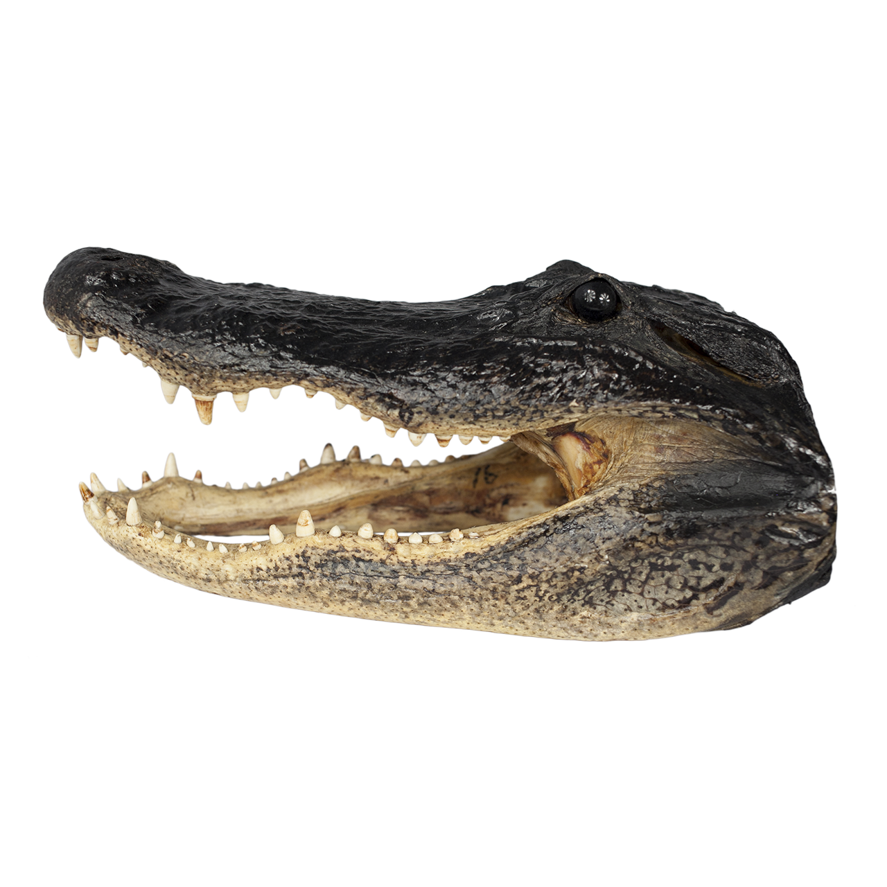 Detail Alligator Head Png Nomer 30