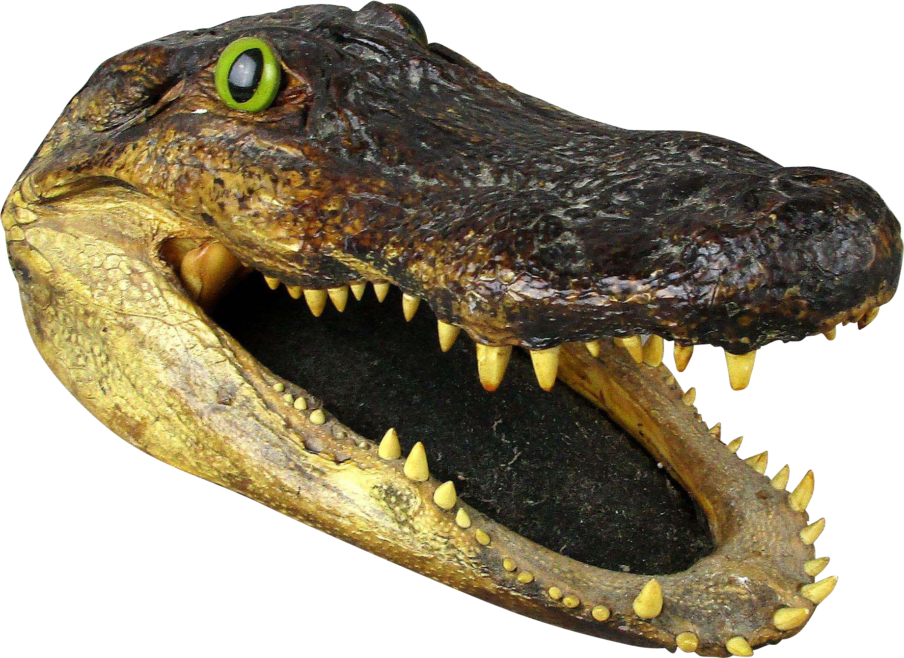 Detail Alligator Head Png Nomer 4