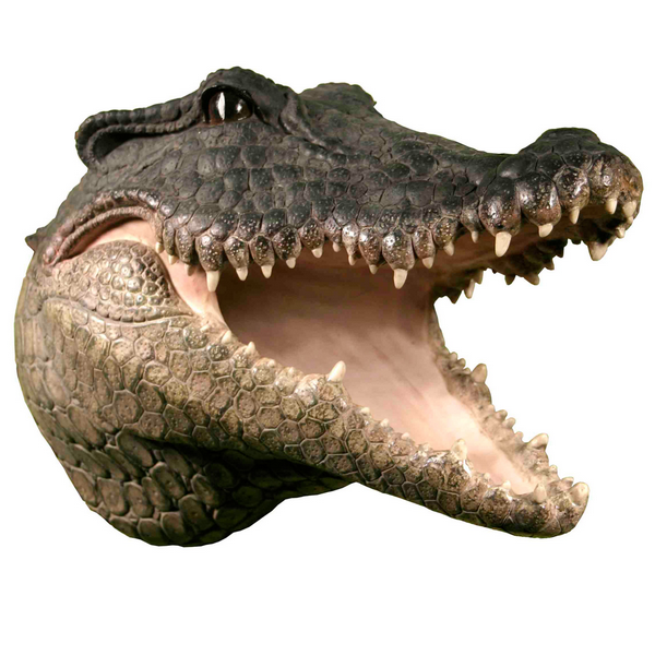 Detail Alligator Head Png Nomer 5