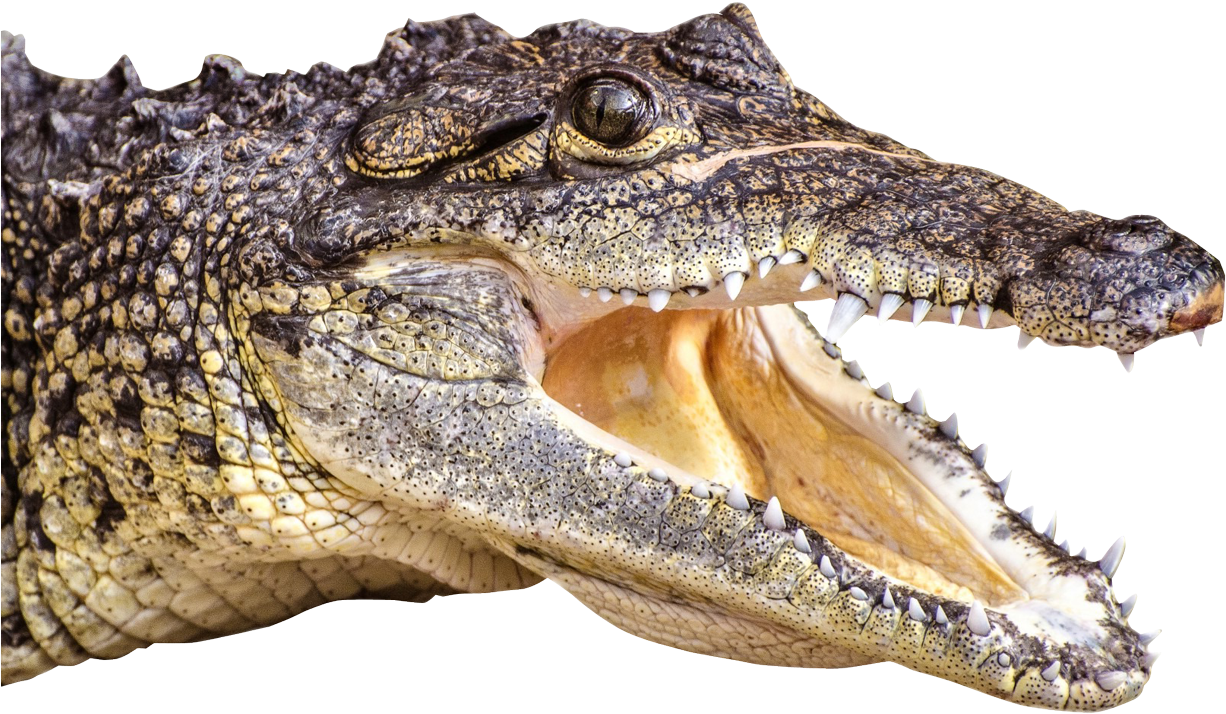 Detail Alligator Head Png Nomer 6