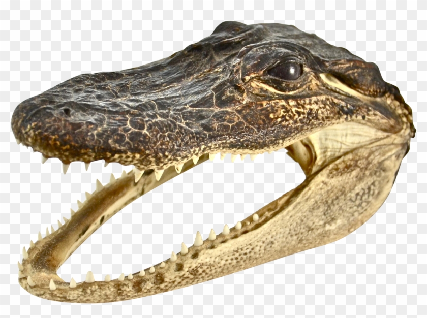 Detail Alligator Head Png Nomer 7