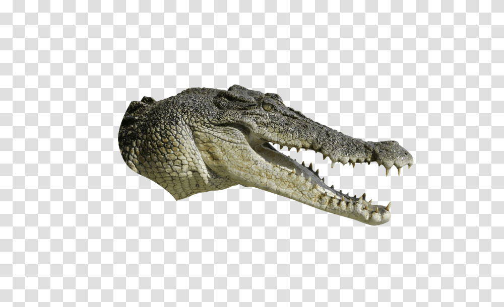 Detail Alligator Head Png Nomer 8