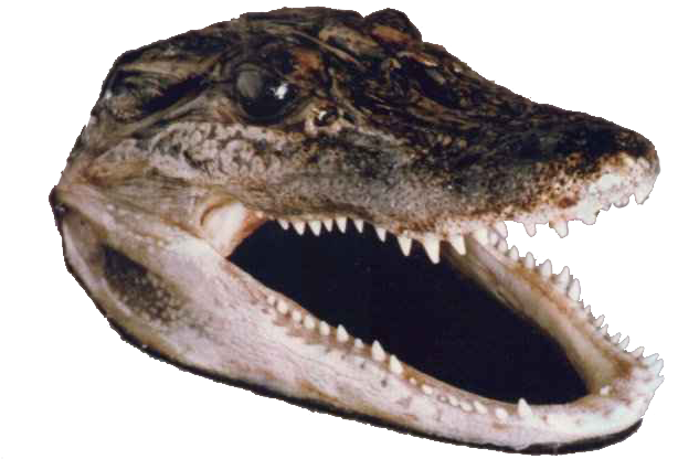 Detail Alligator Head Png Nomer 9