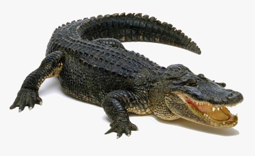 Alligator No Background - KibrisPDR