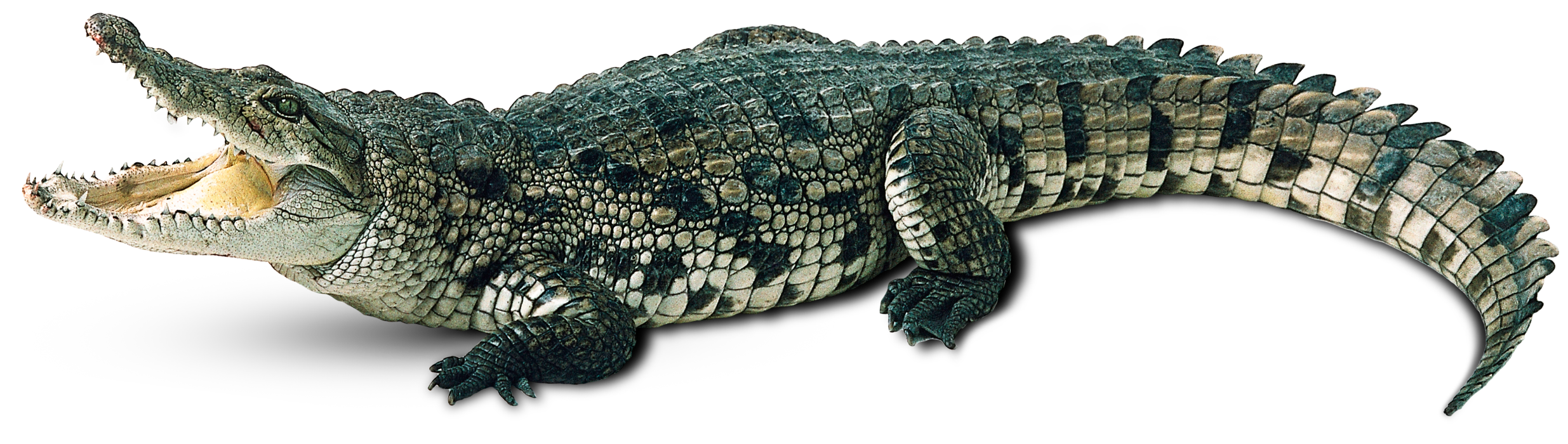 Detail Alligator No Background Nomer 2