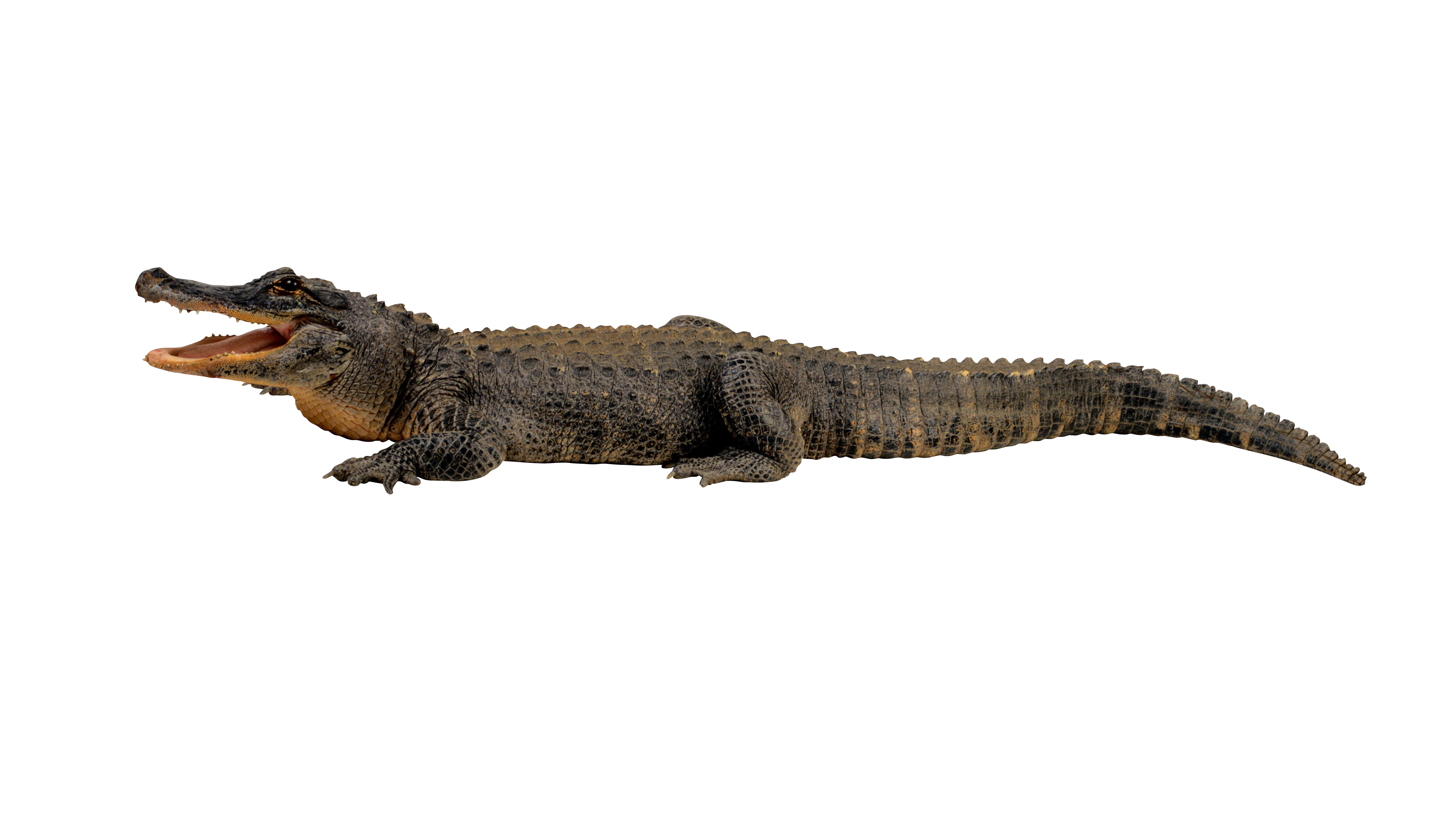 Detail Alligator No Background Nomer 13