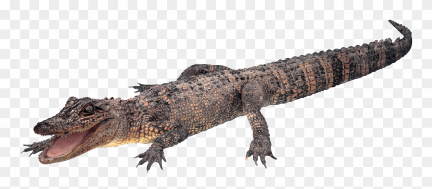 Detail Alligator No Background Nomer 16