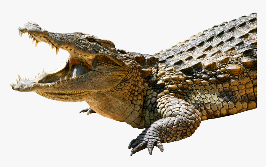 Detail Alligator No Background Nomer 17