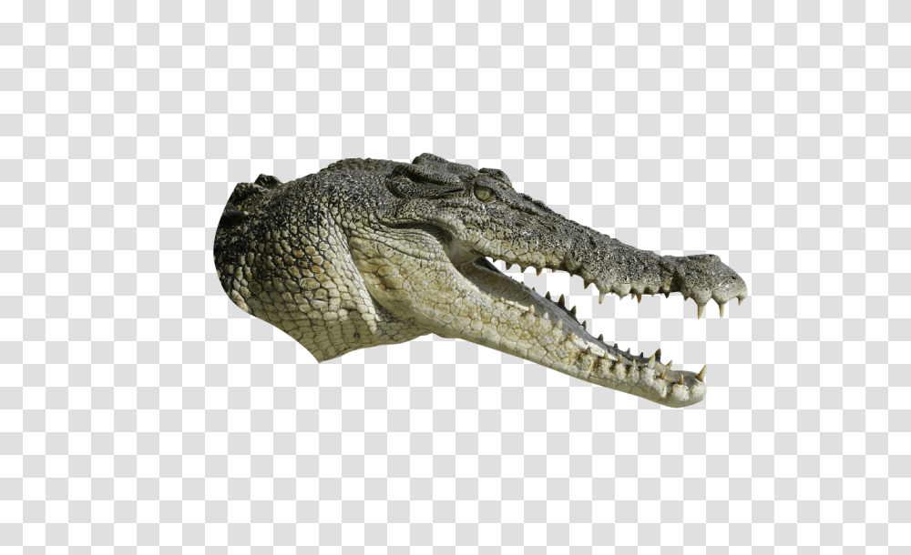 Detail Alligator No Background Nomer 23