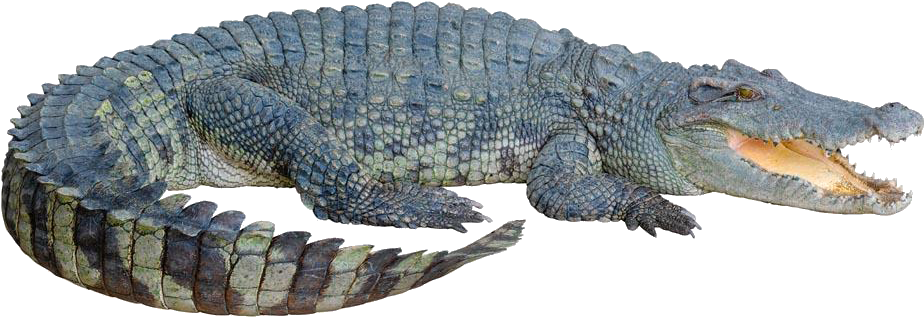 Detail Alligator No Background Nomer 26