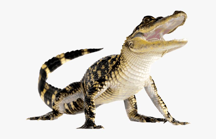 Detail Alligator No Background Nomer 33