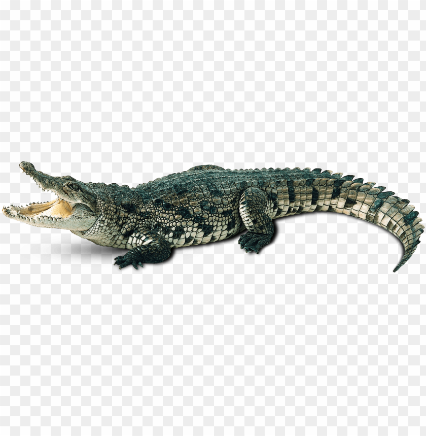 Detail Alligator No Background Nomer 5